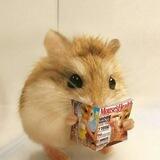 @ hamster 🐹❕