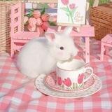 Rabbit.