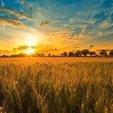 Мошенники Украина