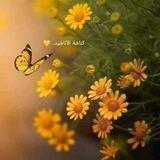 كناشة الأناشيد.. 💛
