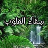 ✨ سِقاء القلوب✨