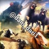 🐑 دامداران و عشقبازان 🐕