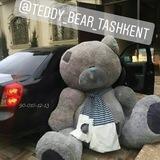 Teddy_Bear_Tashkent