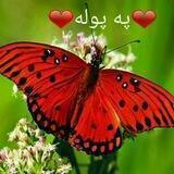 ❤️🦋فرمێسکی پەپوولە🦋❤️