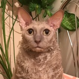Клёпушка