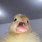 Ay