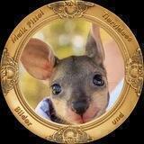 Tiervideos und Bilder
