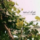 قَبَساتٌ عِلمِيةٌۦ|جُࢪعَاتٌ سَلفِيةٌۦ!