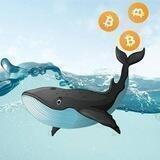 🐳 MrWhale Crypto