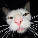 Секретные котоматериалы