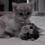 Нарезки Леди баг и Супер кот
