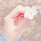 The Flower🌻