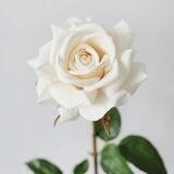 أَرِيجُ الوَردْ 🌷📖