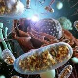 عالم الاحياء 🔬(الاستاذه شيماء سعد )