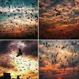 ✨سـ🕊️ـرب✨