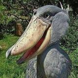 فایل صوتی
