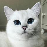 tomcat