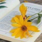 صفراوي💛🌻
