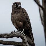 Halcon Negro