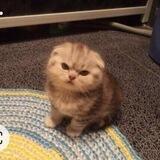 𝗜𝗻𝗳𝗼 𝗝𝗮𝗹𝗶𝗻𝗧𝗯🐱