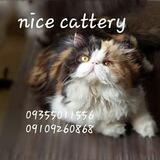Nicecattery