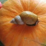 УЛИТКА САТЫЛАДЫ🐌🐌🐌