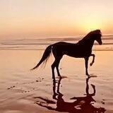 صور من الطبيعة 🍃