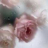 . ﮼ورود🥀