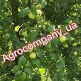 Агрофірми Ua