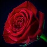 💜نور الحياة 💜🌹