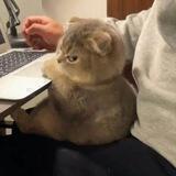 catto