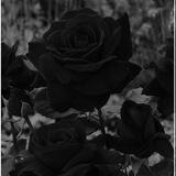 ▪️BLVCK ROSE▪️
