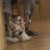 gatau