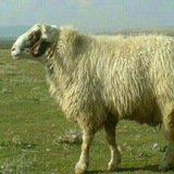🌾کانال کشاورزان و دامداران کشور