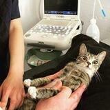 Cats and dogs Videos.