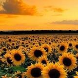 💗همسات الروح🍃🌻