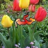حِـــــــــــكْم
