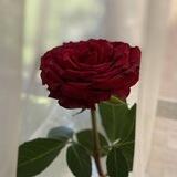 دورات سلفية في العقيدة
