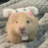 Hamster.