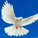 🕊Osmondagi orzular🕊