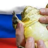 🇷🇺ЖАБОМАНИЯ💤