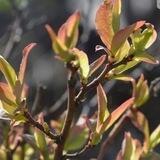Garten zur Glückseligkeit - Wandelwerk