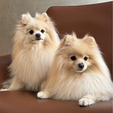 TWINSPITZ