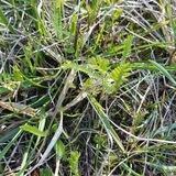 Was wächst denn da? Bestimmungs Gruppe für essbare Wildpflanzen