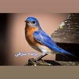 اشعار بانو سمیه تقوی