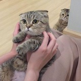 Pussy Brain ads