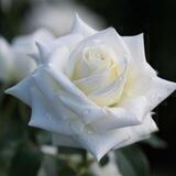 طمأنينــ❀ــۃ الـروح ♥️🍃