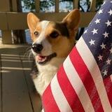 Brunobarking ️️️BrunoBarks
