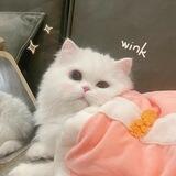 ♡‌ . tiny