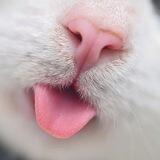 котики | гифки | пикчи
